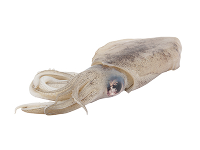 Squid, Interfish IJmuiden